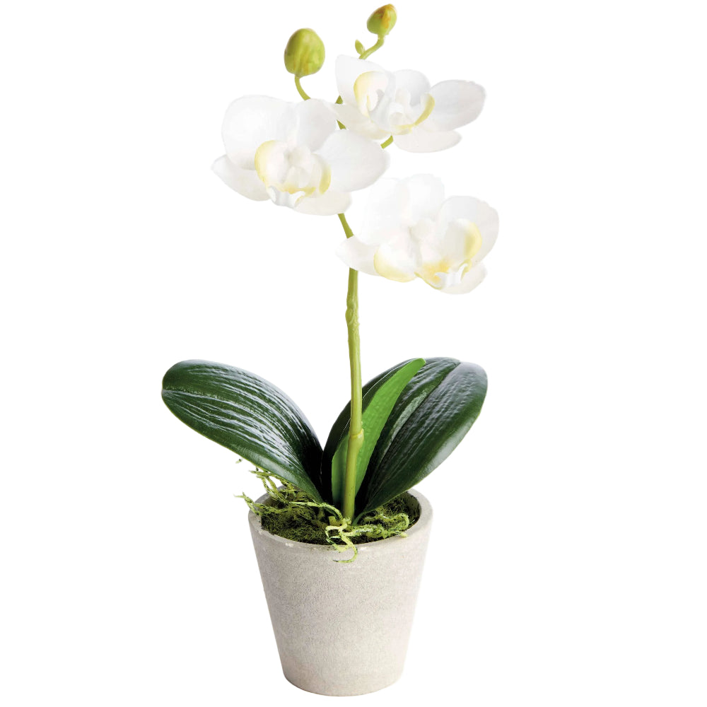 Napa Potted Faux Mini Phalaenopsis Orchid