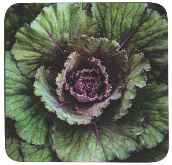 RockFlowerPaper Artful Coasters (Square) - 4 pc.