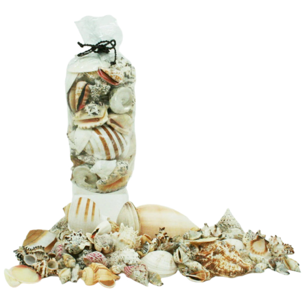 Modern Coastal Mixed Genuine Seashells