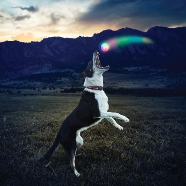 Nite Ize GlowStreak Disc-O LED Ball Dog Toy
