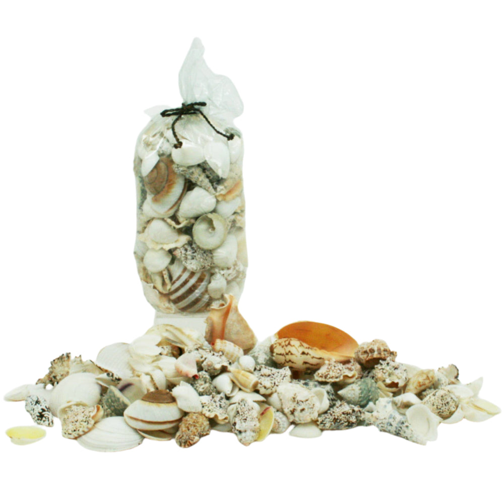Modern Coastal Mixed Genuine Seashells