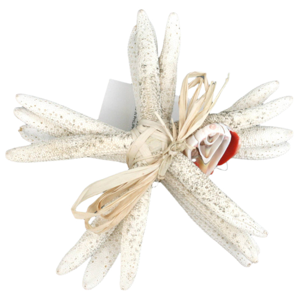 Modern Coastal Bleached Ladyfinger Starfish - 4 pc.